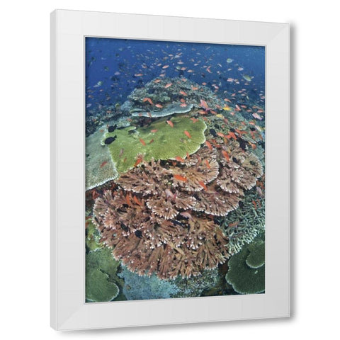 Indonesia, Komodo NP, Tatawa Kecil Fish swimming White Modern Wood Framed Art Print by Shimlock, Jones