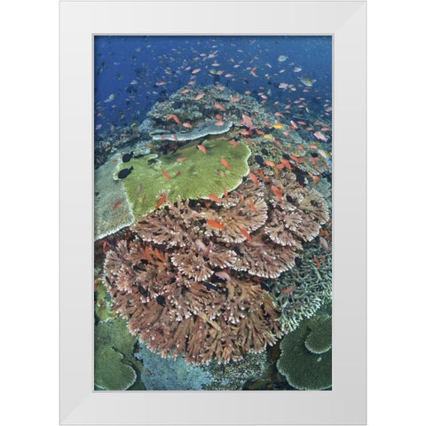 Indonesia, Komodo NP, Tatawa Kecil Fish swimming White Modern Wood Framed Art Print by Shimlock, Jones