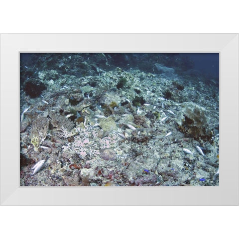 Indonesia, Papua, Fam, Penemu Islands Dead Reefs White Modern Wood Framed Art Print by Shimlock, Jones