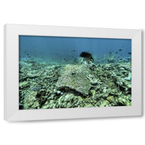 Indonesia, Papua, Raja Ampat Damaged reef White Modern Wood Framed Art Print by Shimlock, Jones