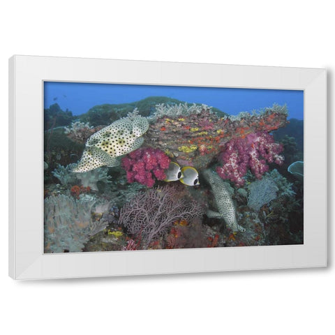Indonesia, Papua, SE Misool Fish and coral White Modern Wood Framed Art Print by Shimlock, Jones