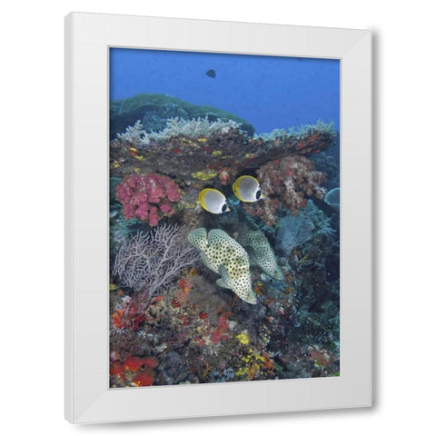 Indonesia, Papua, SE Misool Fish and coral White Modern Wood Framed Art Print by Shimlock, Jones