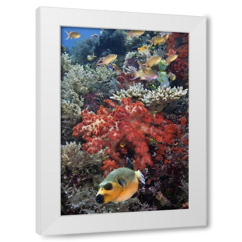 Indonesia, Papua, SE Misool Fish and coral White Modern Wood Framed Art Print by Shimlock, Jones