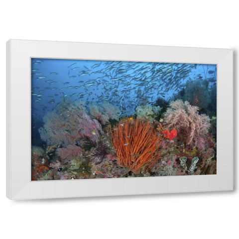 Indonesia, Papua, SE Misool Fish and coral White Modern Wood Framed Art Print by Shimlock, Jones