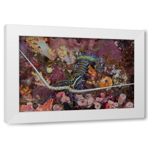 Indonesia, Papua, SE Misool Lobster and coral White Modern Wood Framed Art Print by Shimlock, Jones