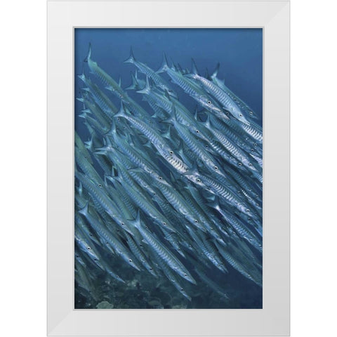 Indonesia, Papua Underwater Schooling barracuda White Modern Wood Framed Art Print by Shimlock, Jones