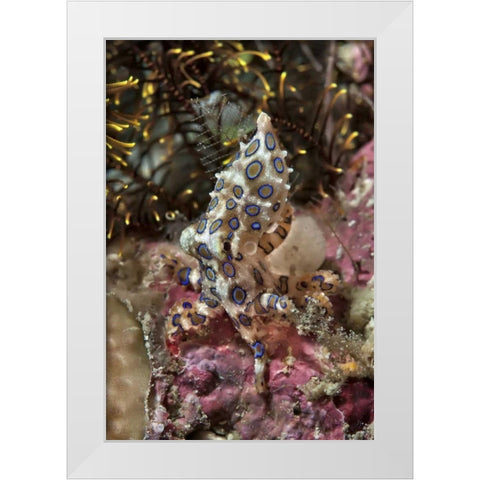 Indonesia, Papua Blue-ring octopus and coral White Modern Wood Framed Art Print by Shimlock, Jones