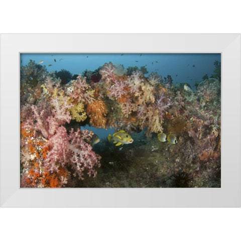 Indonesia, Raja Ampat Underwater fish and coral White Modern Wood Framed Art Print by Shimlock, Jones