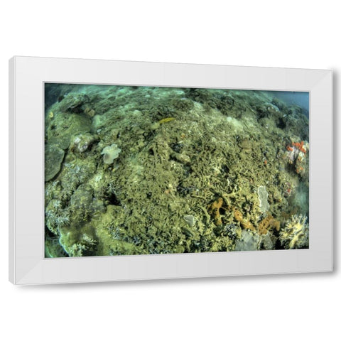 Indonesia, Papua, Raja Ampat Damaged reef White Modern Wood Framed Art Print by Shimlock, Jones