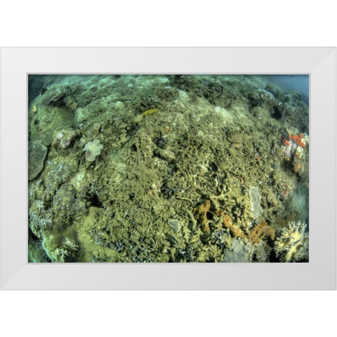 Indonesia, Papua, Raja Ampat Damaged reef White Modern Wood Framed Art Print by Shimlock, Jones
