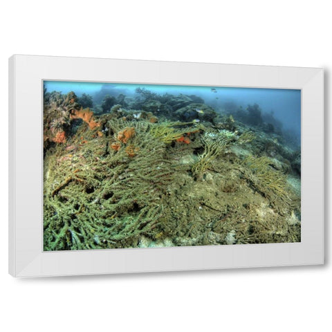 Indonesia, Papua, Raja Ampat Damaged reef White Modern Wood Framed Art Print by Shimlock, Jones