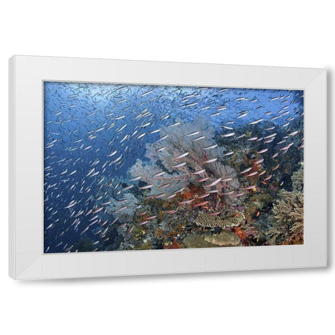 Indonesia, Raja Ampat Underwater fish and coral White Modern Wood Framed Art Print by Shimlock, Jones