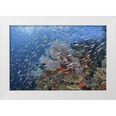 Indonesia, Raja Ampat Underwater fish and coral White Modern Wood Framed Art Print by Shimlock, Jones