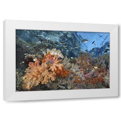Indonesia, Raja Ampat Underwater fish and coral White Modern Wood Framed Art Print by Shimlock, Jones