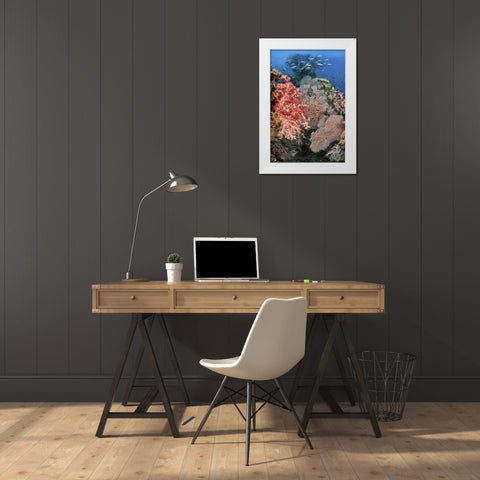 Indonesia, Raja Ampat Underwater fish and coral White Modern Wood Framed Art Print by Shimlock, Jones