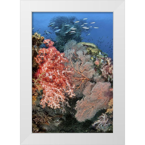 Indonesia, Raja Ampat Underwater fish and coral White Modern Wood Framed Art Print by Shimlock, Jones