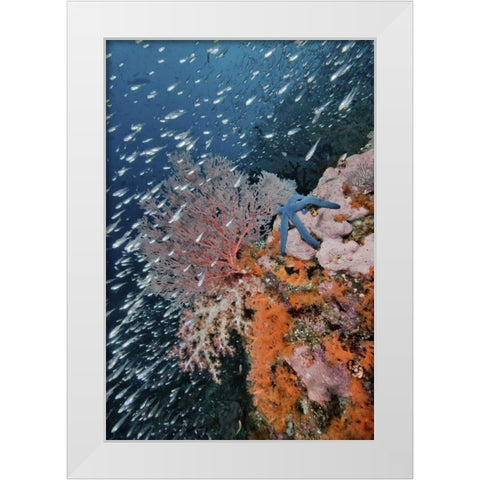 Indonesia, Raja Ampat Underwater fish and coral White Modern Wood Framed Art Print by Shimlock, Jones