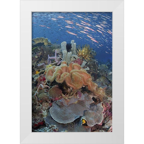 Indonesia, Raja Ampat Underwater fish and coral White Modern Wood Framed Art Print by Shimlock, Jones