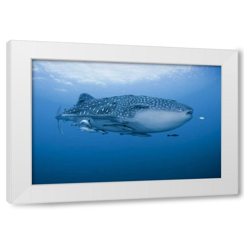 Indonesia, Papua Whale shark and remoras White Modern Wood Framed Art Print by Shimlock, Jones