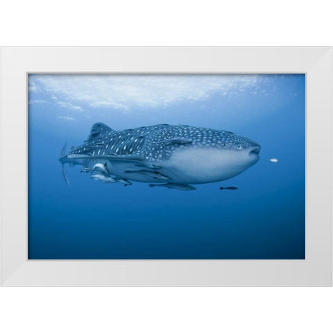 Indonesia, Papua Whale shark and remoras White Modern Wood Framed Art Print by Shimlock, Jones