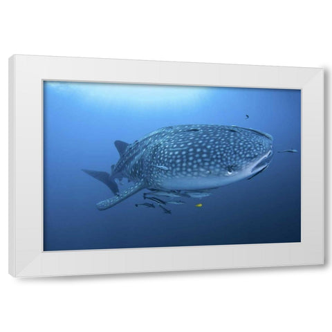 Indonesia, Papua Whale shark and remoras White Modern Wood Framed Art Print by Shimlock, Jones