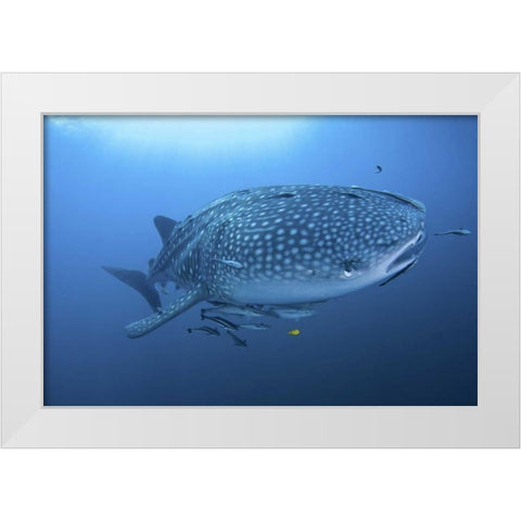 Indonesia, Papua Whale shark and remoras White Modern Wood Framed Art Print by Shimlock, Jones