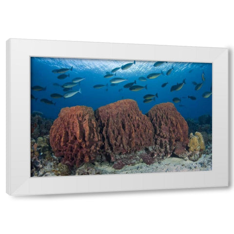 Indonesia, Papua Fish swims over three sponges White Modern Wood Framed Art Print by Shimlock, Jones