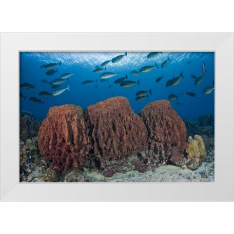 Indonesia, Papua Fish swims over three sponges White Modern Wood Framed Art Print by Shimlock, Jones