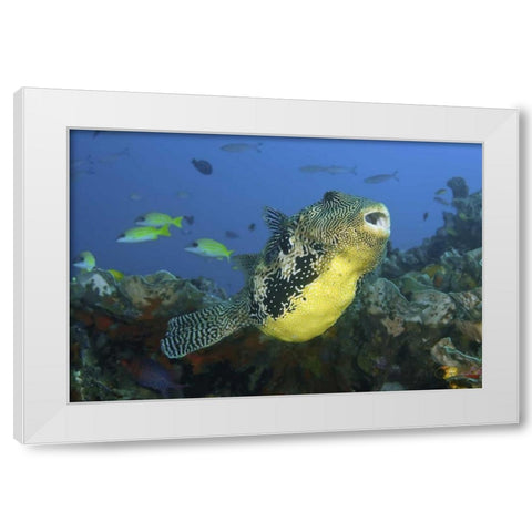 Indonesia, Papua, Raja Ampat Pufferfish White Modern Wood Framed Art Print by Shimlock, Jones