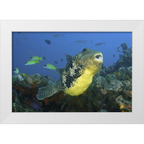 Indonesia, Papua, Raja Ampat Pufferfish White Modern Wood Framed Art Print by Shimlock, Jones