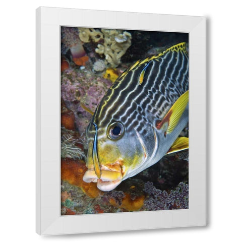 Indonesia, Papua A cleaner fish at sweetlip fish White Modern Wood Framed Art Print by Shimlock, Jones