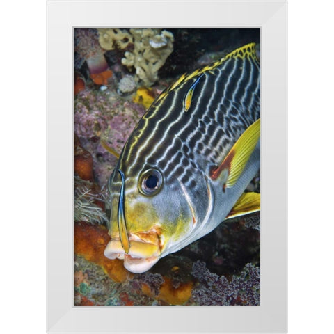 Indonesia, Papua A cleaner fish at sweetlip fish White Modern Wood Framed Art Print by Shimlock, Jones