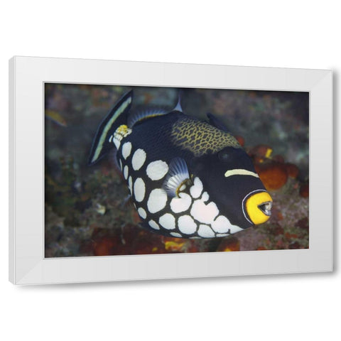 Indonesia, Papua, Raja Ampat Triggerfish White Modern Wood Framed Art Print by Shimlock, Jones