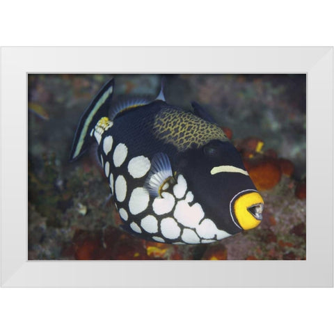 Indonesia, Papua, Raja Ampat Triggerfish White Modern Wood Framed Art Print by Shimlock, Jones