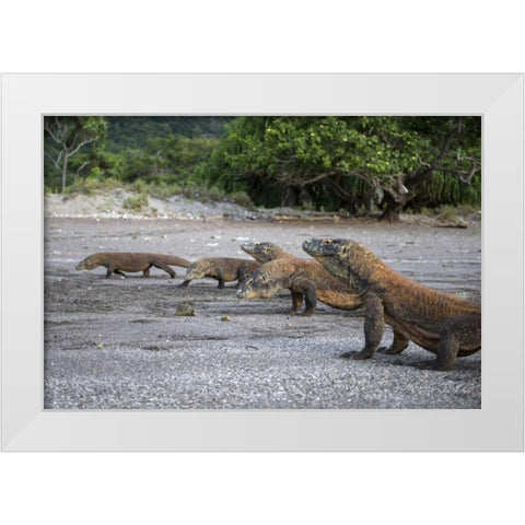 Indonesia, Rinca Island, Komodo NP Komodo dragon White Modern Wood Framed Art Print by Shimlock, Jones