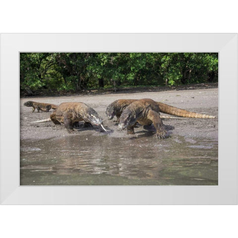Indonesia, Rinca Island, Komodo NP Komodo dragon White Modern Wood Framed Art Print by Shimlock, Jones