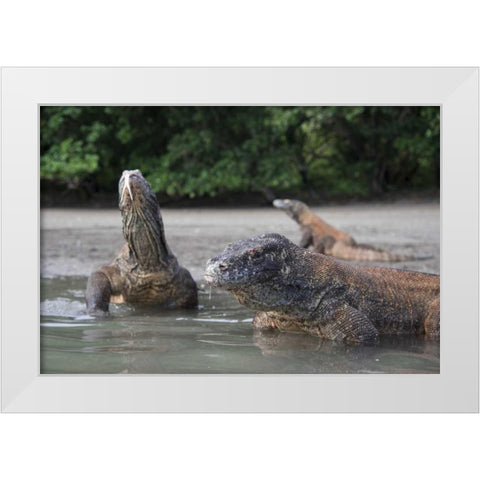 Indonesia, Rinca Island, Komodo NP Komodo dragon White Modern Wood Framed Art Print by Shimlock, Jones