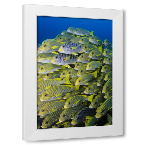 Indonesia, Papua, Raja Ampat Sweetlips fish White Modern Wood Framed Art Print by Shimlock, Jones