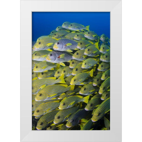 Indonesia, Papua, Raja Ampat Sweetlips fish White Modern Wood Framed Art Print by Shimlock, Jones