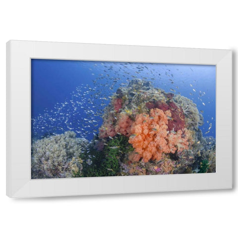 Indonesia, Papua, Raja Ampat Fish around coral White Modern Wood Framed Art Print by Shimlock, Jones