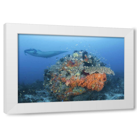 Indonesia, Papua, Dampier Strait Manta ray White Modern Wood Framed Art Print by Shimlock, Jones