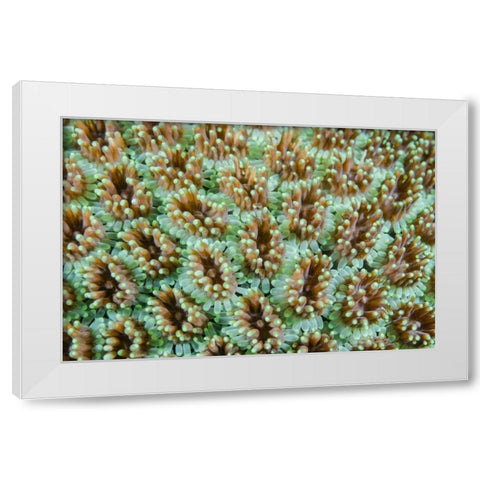 Indonesia, Komodo NP Close-up of anemones White Modern Wood Framed Art Print by Shimlock, Jones