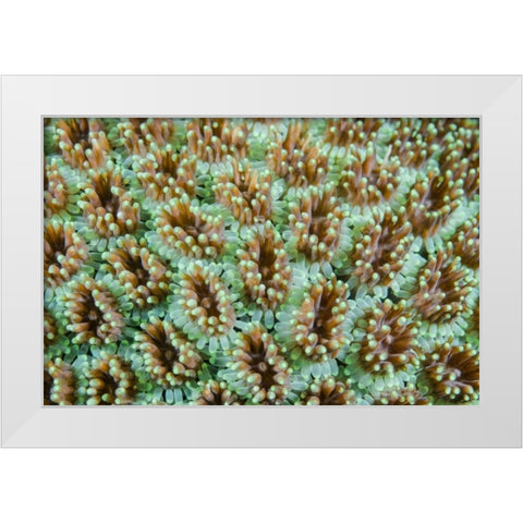Indonesia, Komodo NP Close-up of anemones White Modern Wood Framed Art Print by Shimlock, Jones
