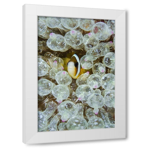 Indonesia, Anemonefish seeks protection White Modern Wood Framed Art Print by Shimlock, Jones