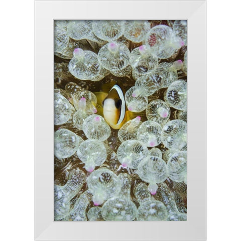 Indonesia, Anemonefish seeks protection White Modern Wood Framed Art Print by Shimlock, Jones