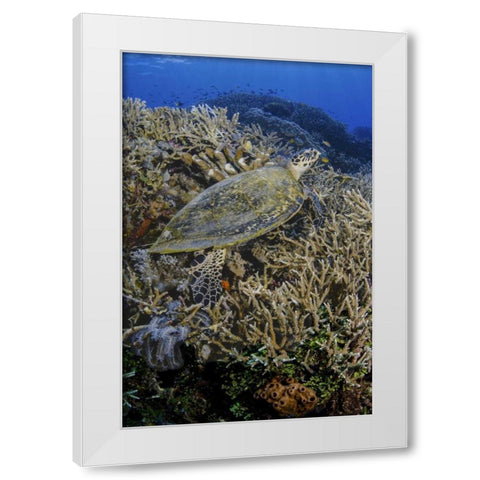 Indonesia, Komodo NP Turtle swims over coral White Modern Wood Framed Art Print by Shimlock, Jones