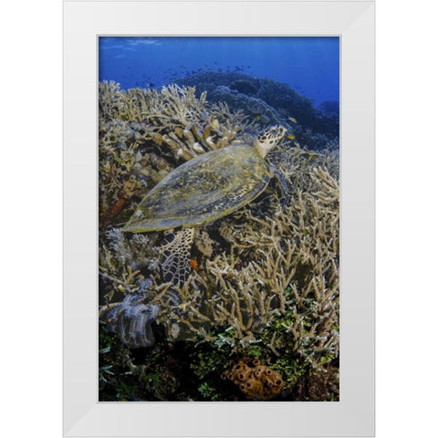 Indonesia, Komodo NP Turtle swims over coral White Modern Wood Framed Art Print by Shimlock, Jones