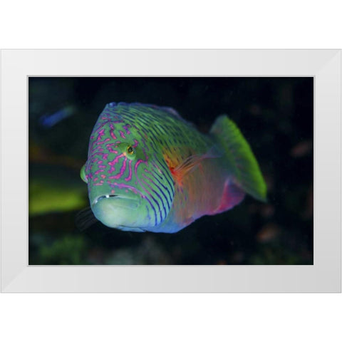 Indonesia, Komodo NP Colorful wrasse fish White Modern Wood Framed Art Print by Shimlock, Jones