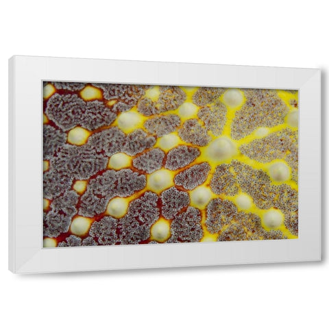 Indonesia, Lembeh Strait Sea star patterns White Modern Wood Framed Art Print by Shimlock, Jones
