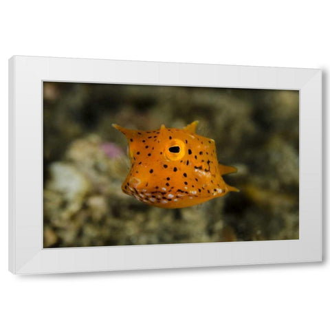 Indonesia, Lembeh Strait Of juvenile cowfish White Modern Wood Framed Art Print by Shimlock, Jones